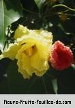 Fleurs de thespesia populnea
