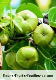 Fruit de thespesia populnea