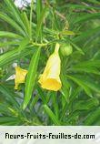 Fleurs-Fruits-Feuilles de thevetia peruviana