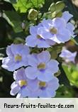 Fleurs-Fruits-Feuilles de thunbergia grandiflora