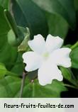 Fleurs-Fruits-Feuilles de thunbergia laevis