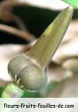 Fruit de thunbergia laevis
