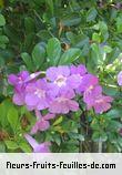 Fleurs-Fruits-Feuilles de thunbergia species