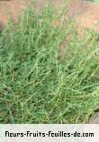 Feuilles de thymus communis