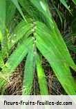 Feuilles de thysanolaena latifolia