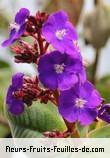 Fleurs-Fruits-Feuilles de tibouchina grandifolia