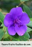 Fleurs-Fruits-Feuilles de tibouchina urvilleana