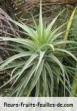 Feuilles de tillandsia stricta