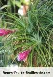 Fleurs de tillandsia stricta