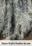 Feuilles de tillandsia usneoides