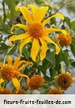 Fleurs de tithonia diversifolia