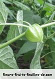 Fleurs-Fruits-Feuilles de tomate poc_poc