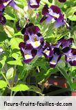 Fleurs-Fruits-Feuilles de torenia fournieri