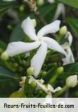 Fleurs de trachelospermum jasminoides