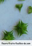 Feuilles de tribulus cistoides