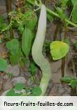 Fleurs-Fruits-Feuilles de trichosanthes cucumerina