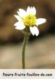 Fleurs-Fruits-Feuilles de tridax procumbens