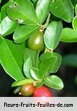 Fleurs-Fruits-Feuilles de triphasia trifoliata