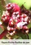 Fruit de tristemma mauritianum