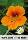 Fleurs-Fruits-Feuilles de tropaeolum majus