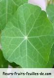 Feuilles de tropaeolum majus