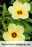 Fleurs de turnera subulata