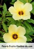 Fleurs-Fruits-Feuilles de turnera subulata