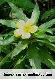 Fleurs de turnera ulmifolia