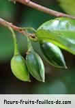 fruits de turraea cadetii