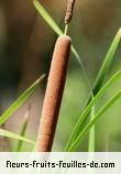 Fleurs de typha angustifolia