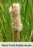 Fruit de typha angustifolia