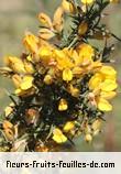 Fleurs de ulex europaeus