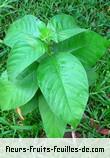 Feuilles de vangueria madagascariensis