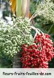 Fruit de veitchia merrillii