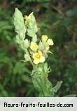 Fleurs-Fruits-Feuilles de verbascum species