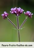 Fleurs-Fruits-Feuilles de verbena bonariensis