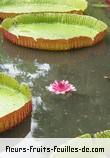 Feuilles de victoria amazonica
