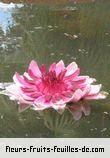Fleurs de victoria amazonica