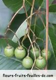 Fruit de vitex doniana