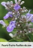 Fleurs de vitex trifolia