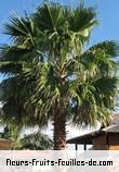 Fleurs-Fruits-Feuilles de washingtonia robusta