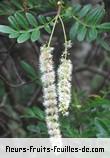 Fleurs de weinmannia tinctoria