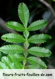 Feuilles de weinmannia tinctoria