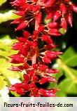 Fruit de weinmannia tinctoria