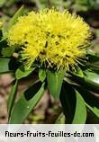 Fleurs-Fruits-Feuilles de xanthostemon chrysanthus