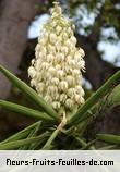 Fleurs-Fruits-Feuilles de yucca gloriosa