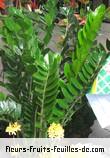 Feuilles de zamioculcas zamiifolia