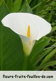 Fleurs-Fruits-Feuilles de zanthedeschia aethiopica