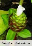 Fleurs de zingiber spectabile