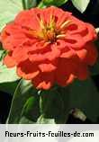 Fleurs-Fruits-Feuilles de zinnia species